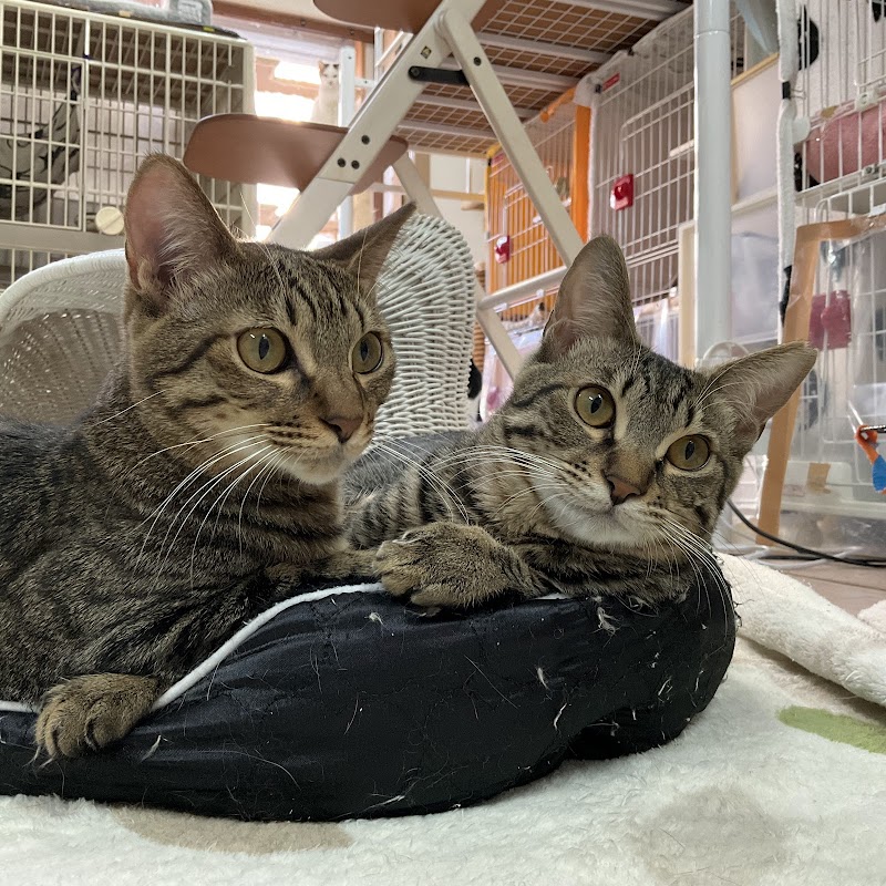 NPO法人 smile cat(スマイルキャット)