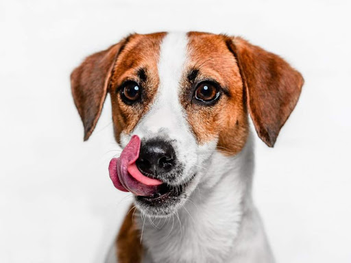 Lotus Veterinary Alternatives - Thumbnail