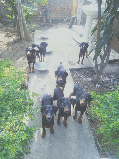Fully vaccinated show line Doberman puppies available for sale in Ranchi.. Ready to deliver to th… post image