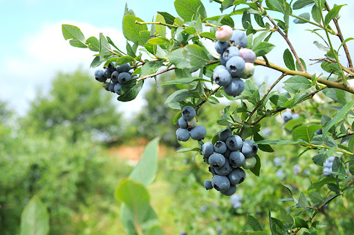 Photo de Le Potager de Lanton