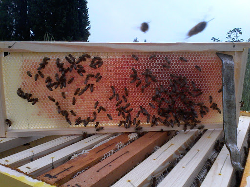 Happy Bee - Visual