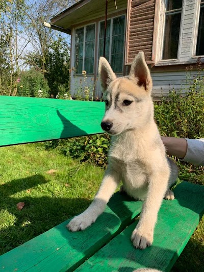 Siberian Husky Puppies For Sale |Adoption | Noble Siberian Huskies