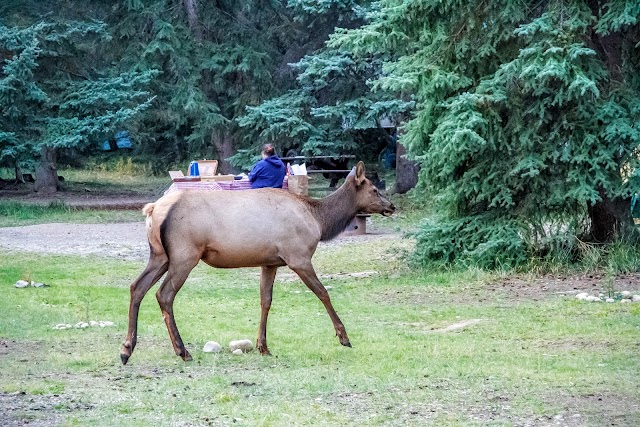 Whistlers Campground