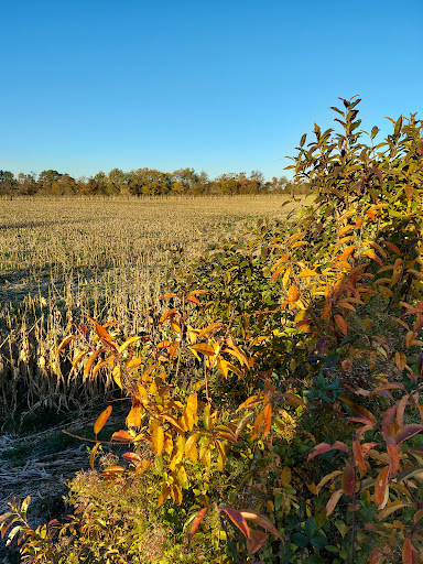Augustine Wildlife Area - Visual