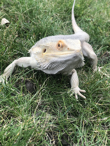 RUTHLESS REPTILES - Visual