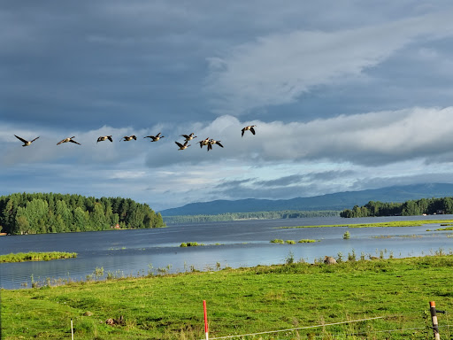 Birding Platform - Visual