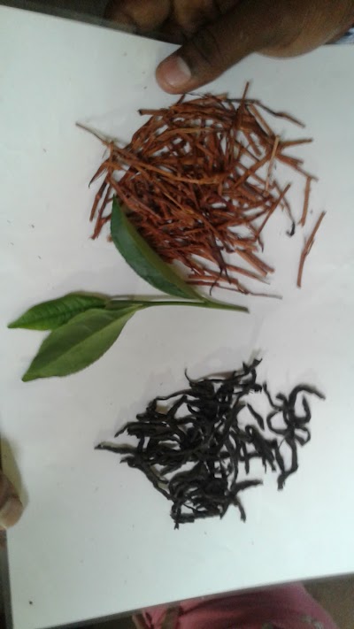 Photos of Virgin White Tea Plantation