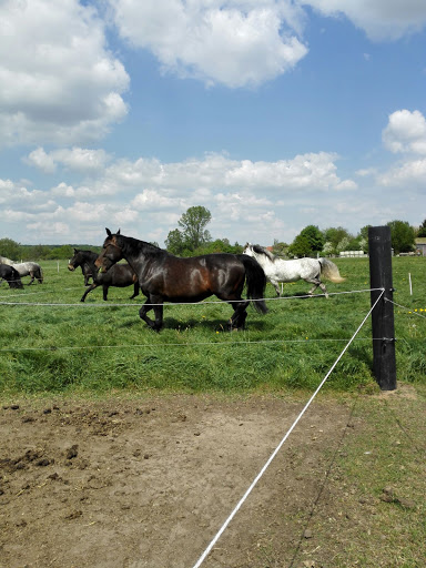 Crazy Horseland
