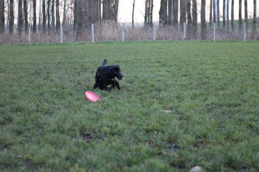 Hondenschool Dogstart - Thumbnail