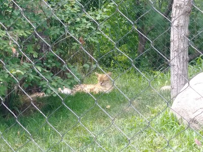 Sumatran Tiger Enclosure