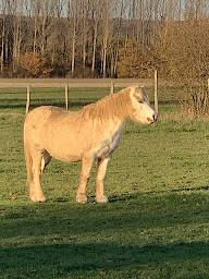 Photo n°3 de Mareschal Florence à Jallerange (Centre équestre)