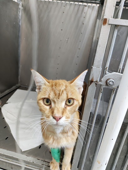 ΚΤΗΝΙΑΤΡΕΙΟ/VET PRACTICE ΚΕΧΑΓΙΑΣ ΝΙΚΟΛΑΟΣ