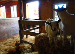 Photo n°29 de La Ferme aux 5 Saisons à Flamanville (Lieu de mariage)