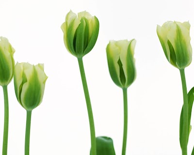 florist