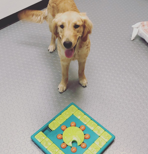 Starpups - Visual