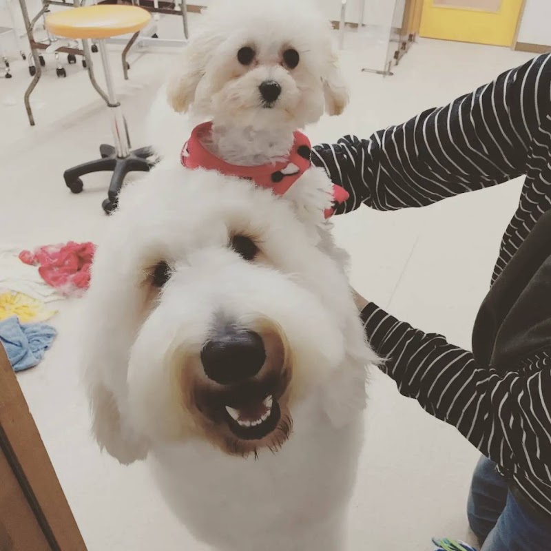 バウ（ＢＡＷ）ＤＯＧＳ