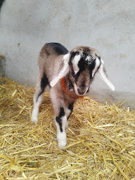 Photo n°14 de Ferme Ty givri à Avessac (Hôtel)