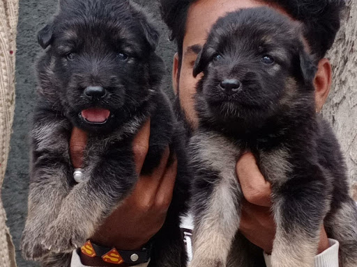 German Shepherd puppy available in Indore mp 🌎 post image