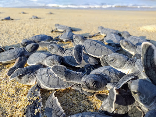 Reserva de Tortugas - Thumbnail