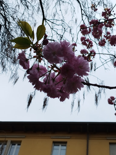 Dioni Fiori E Piante - Thumbnail