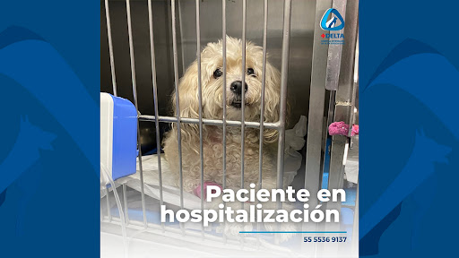 Hospital Veterinario Delta