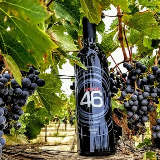 Vine 46 - Visual