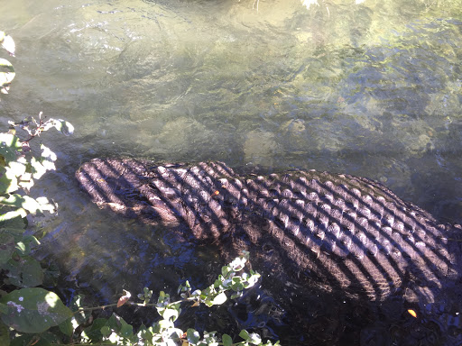 Fossil Expeditions - Thumbnail