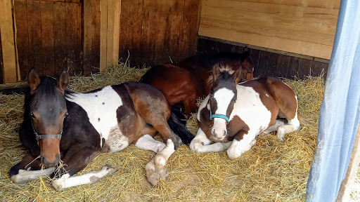 Sundance Ranch Westernreitschule