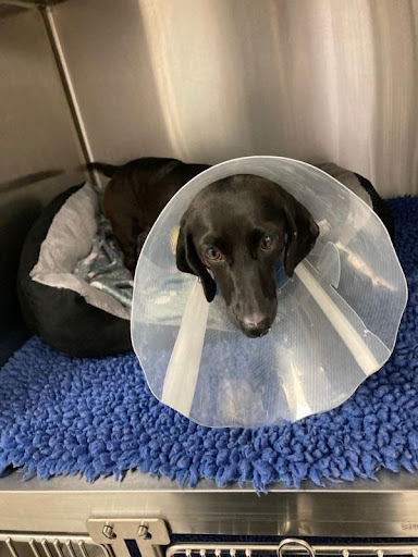 Vets for Pets Basildon Pitsea 24/7 Hospital - Thumbnail