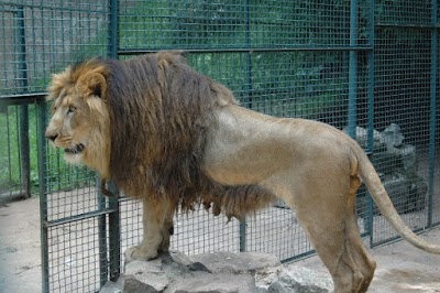 Photos of Anbessa Gibi Park