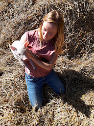 Photo n°3 de le groin dans le foin à Moustéru (Magasin de produits de la ferme)