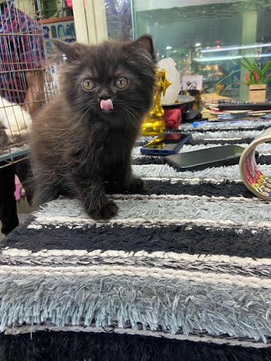 Persian kitten available for booking intrested person contact us as soon as possible post image
