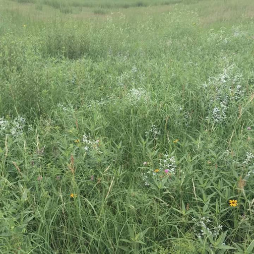 Fertig Tallgrass Prairie - Thumbnail