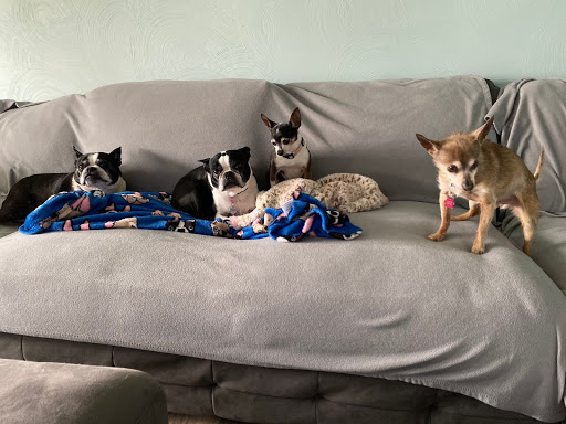 Allegheny South Veterinary Services