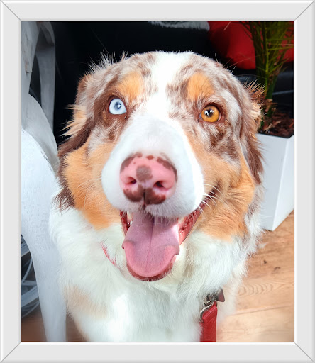 DODO’s HUNDESALON für alle Rassen. Fritzlar, Wabern, Homberg-Efze