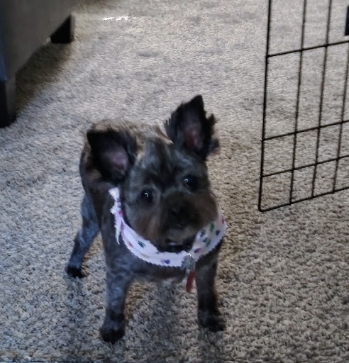 Doggie D'Tails
