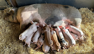 Photo n°1 de Lambaudie Porc à Flavignac (Ferme porcine)