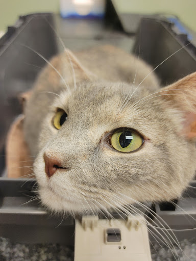 Knoxville Animal Clinic - Thumbnail