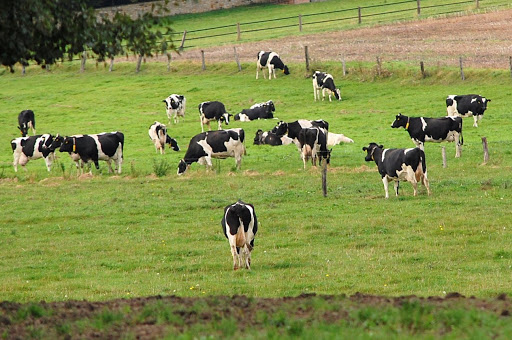 Erich Albrecht Gehrke Viedt dairy farming - Thumbnail