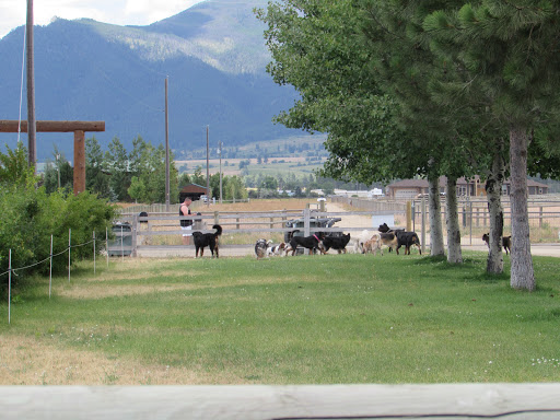 Clark's Canine Camp - Thumbnail