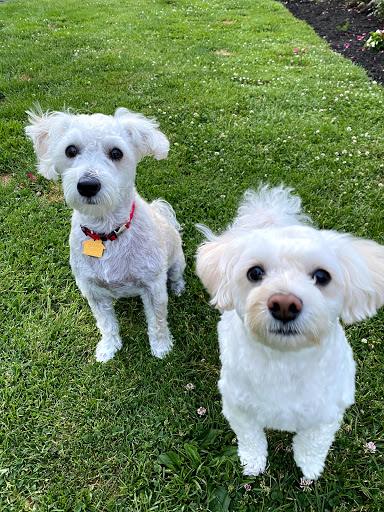 Your Mannerly Mutt, Inc - Thumbnail