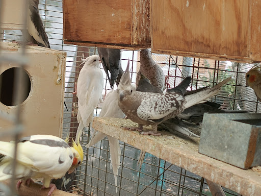 La casa de las aves Cuautla Morelos .