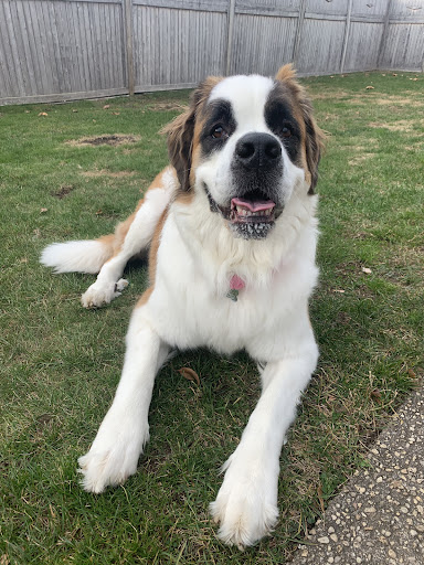 North Coast Pet Clinic