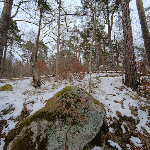 Kungseken, Djurgården - Thumbnail