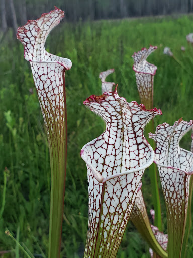 Splinter Hill Bog Preserve