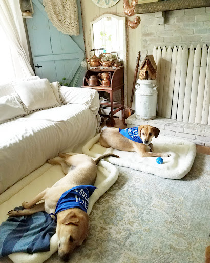 Carlson Pet Products - Thumbnail