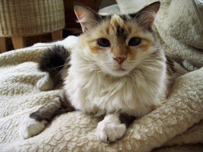 Photos of Animal Rescue Service Freiburg's Fund animals and nature e. V.