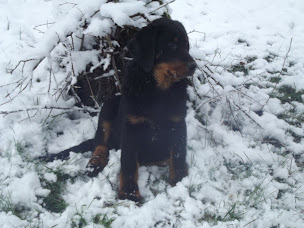 Photo n°18 de Pension Canine Élevage Des Terres Plaines à Joux-la-Ville (Éleveur)