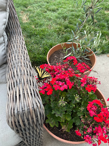 Spring View Estates - Visual