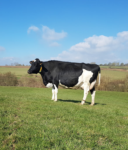 La Vache de Louvicamp - Thumbnail